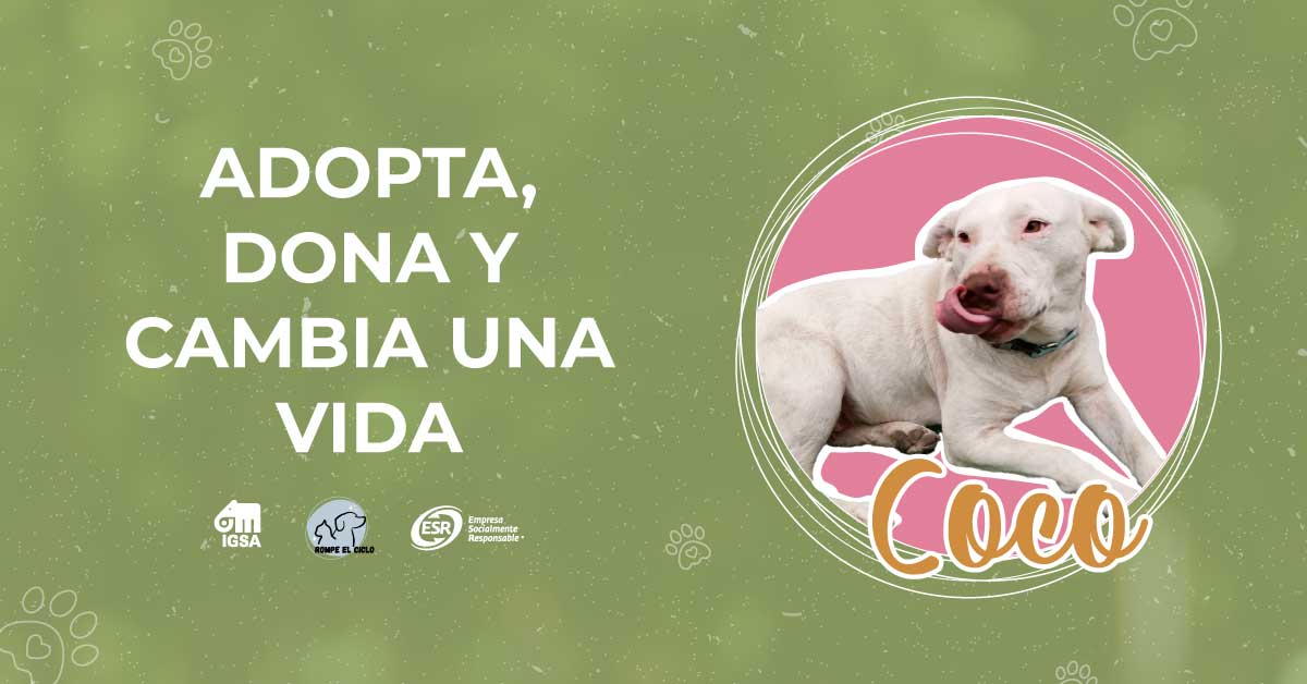 Adopta, dona y cambia la vida de Coco