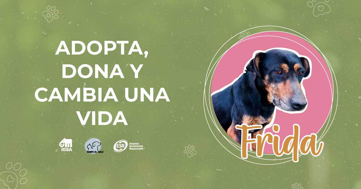 Adopta, dona y cambia la vida de Frida