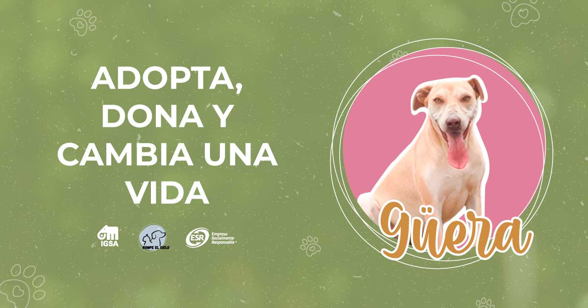 Adopta, dona y cambia la vida de Güera